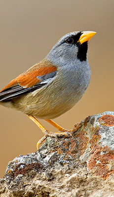 Great Inca-Finch