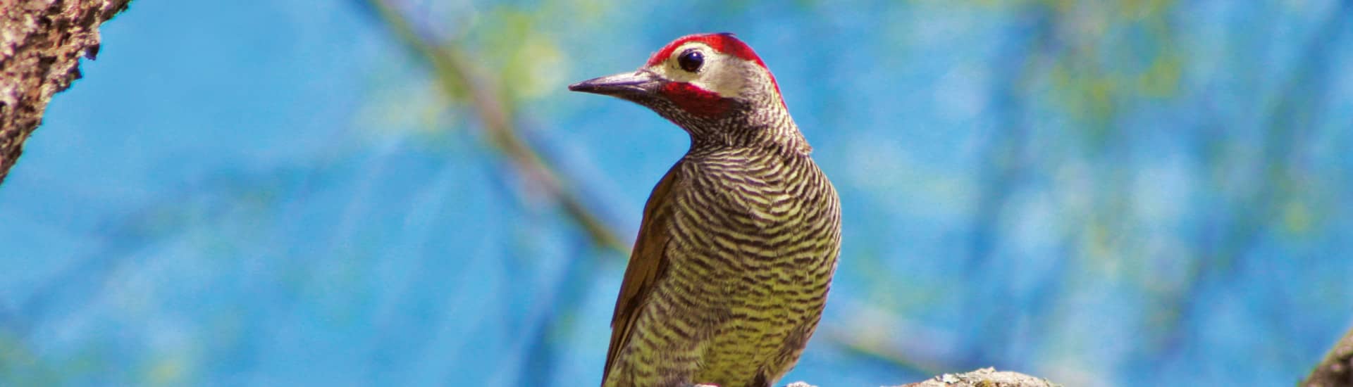 There are 1891 bird species in Peru!