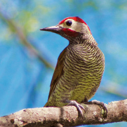 There are 1891 bird species in Peru!