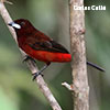 Black-bellied Tanager