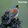 Buff-bridled Inca-Finch