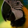 Birds of Peru 2023 - Cusco & Madre de Dios